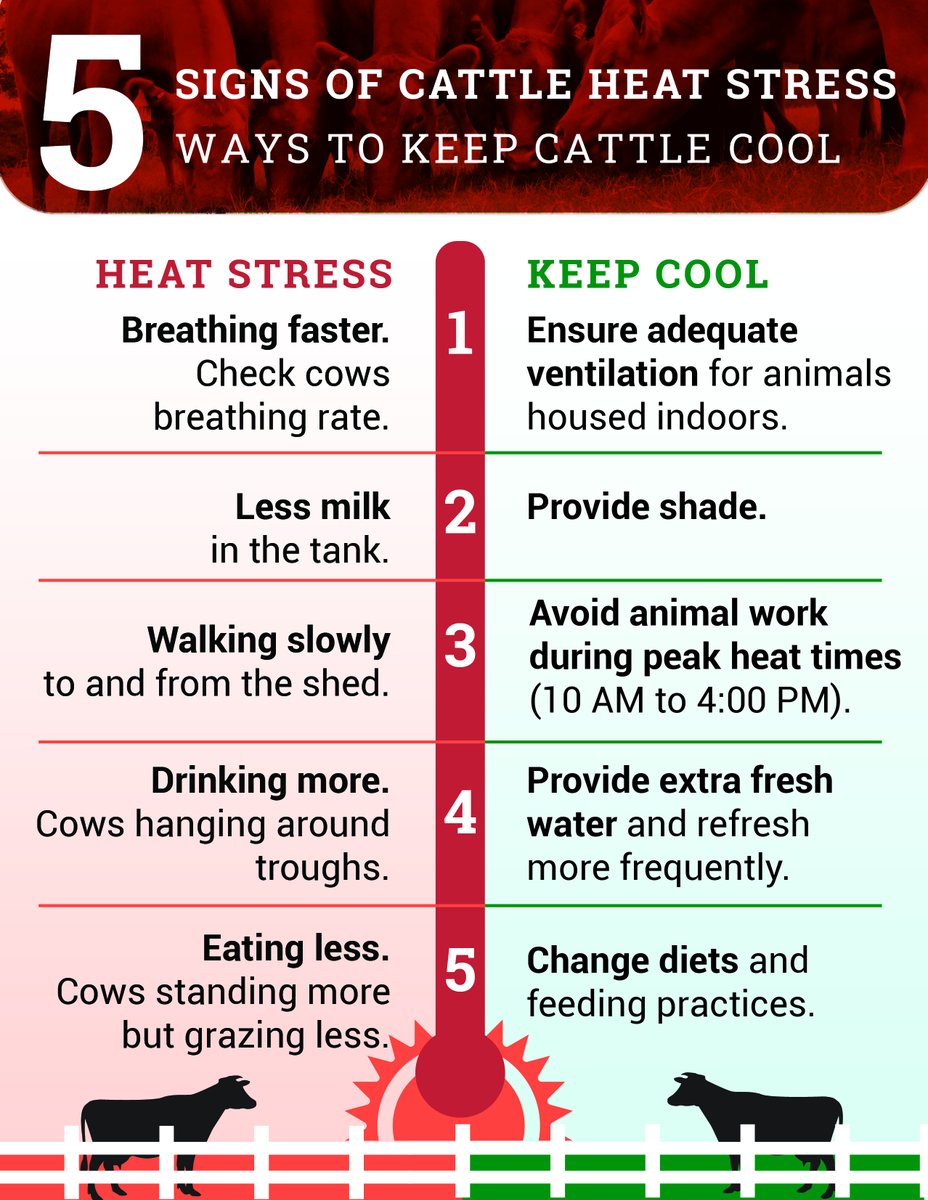 GaDeptAg's tweet image. With extreme heat expected in Georgia throughout this week, please take steps to protect pets and livestock.

• Provide shade
• Ensure access to fresh water
• Limit outdoor activity during peak heat hours

More info: bit.ly/3TXGMN1