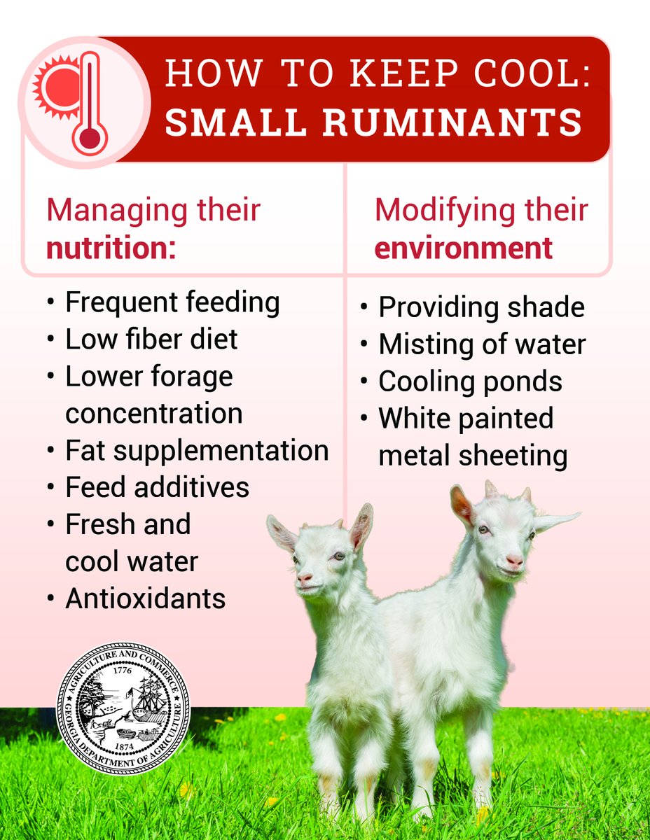 GaDeptAg's tweet image. With extreme heat expected in Georgia throughout this week, please take steps to protect pets and livestock.

• Provide shade
• Ensure access to fresh water
• Limit outdoor activity during peak heat hours

More info: bit.ly/3TXGMN1
