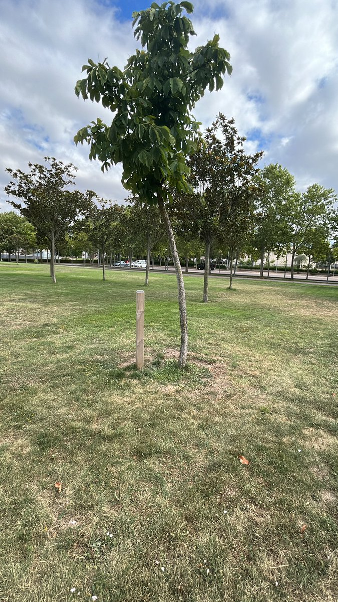 Segundo ataque salvaje. Primero arrancaron 50 árboles (hace años y casi olvidado), hoy han retirado más de 30 refuerzos de alcorques. ¿Quién? No se sabe, pero para muestra la foto. <a href="/AytoLogrono/">Ayuntamiento Logroño</a> <a href="/casadanza1/">casadeladanzalogroño</a> <a href="/Albert04063/">Albert Antón Gil</a> <a href="/javiercampos78/">Javier Campos</a> <a href="/ortaquechel20/">Orlando Taquechel</a>