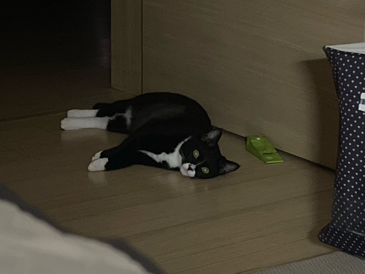 미오 어린이~ 이제 꿈나라로 가보아요~
제발요~ ( •́ ̯•̀ )