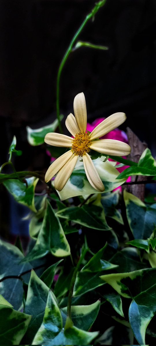 sailopari232A's tweet image. The night is a treasured time for repose, I&apos;ll look forward to reconnecting with you tomorrow till then.....

Good night my friends 💛