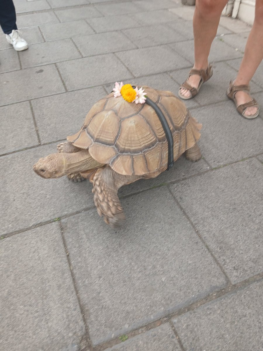 simongarrard2's tweet image. Sights you see . He was out for a walk with his owner in Tewksbury . 🤣