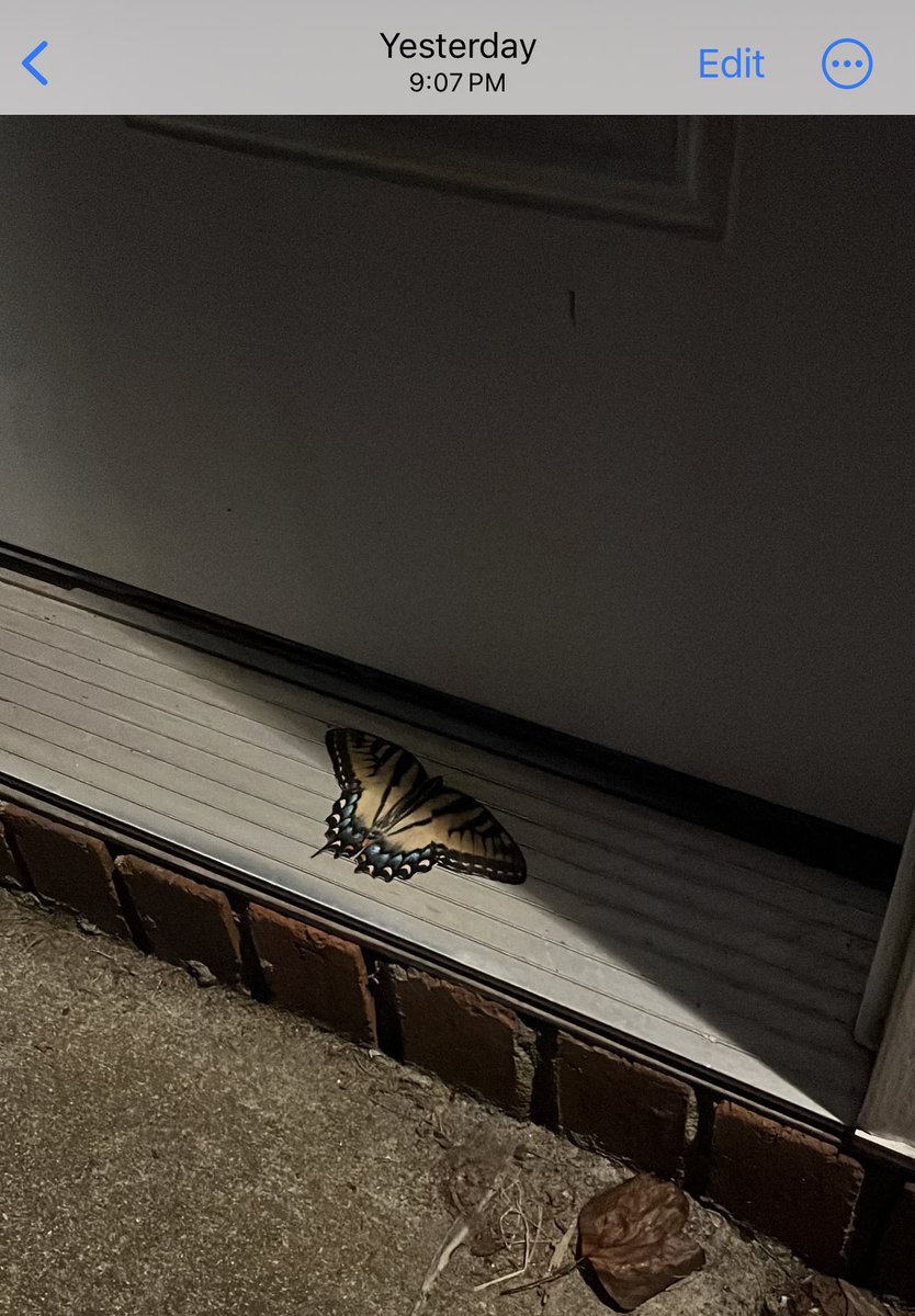y2chaotic's tweet image. My special visitor 🙏💛🦋🌞⚡️🕰️