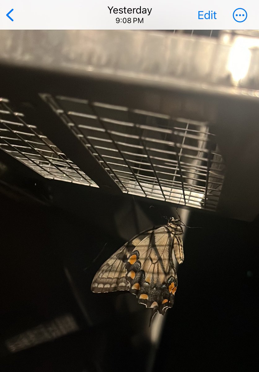 y2chaotic's tweet image. My special visitor 🙏💛🦋🌞⚡️🕰️