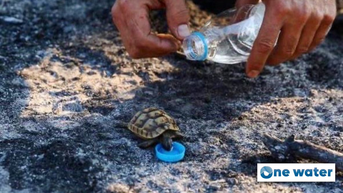 L'importanza dell'acqua.

Un uomo dà da bere ad una piccola #tartaruga appena nata a #Bursa, provincia turca devastata dagli #incendi e dalla siccità. Un'immagine potente che trasmette l'idea di quanto l'#acqua sia essenziale non solo per l'uomo ma per tutto l'#ecosistema.