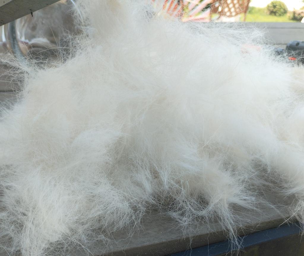 afcbsupporter's tweet image. Trouble with Tribbles or pile 1 of 5 of dog hair after brushing my Lab?