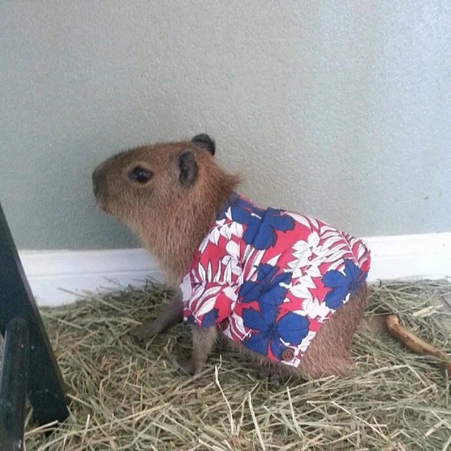He’s on vacation
