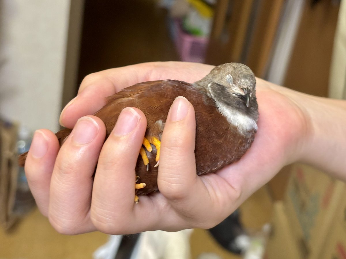 bnzm_j's tweet image. 良い子は寝て