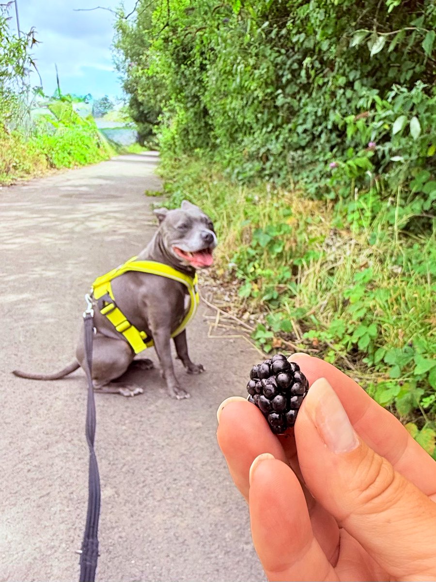 We picked some blackberries - I reminded Mum to pick from the higher branches, I know some boy doggies that walk this lane!! 💦😂😂🖤🖤 #IsaMary #ForagingTips #CleverGirl