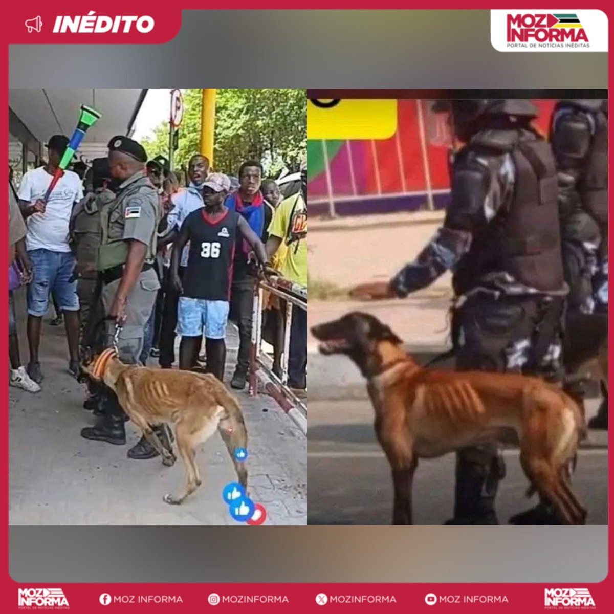mozinforma's tweet image. ‼️ Semelhanças entre Moçambique e Angola reflectem-se até na Polícia Canina.
🇲🇿// 🇦🇴