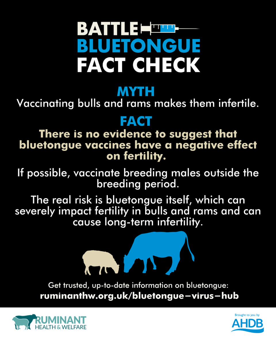 ruminanthw's tweet image. #BattleBluetongue fact check 

Find out more about #BattleBluetongue &amp;amp; #DoNotWaitVaccinatete campaigns plus recent technical update on the latest webinar powered by @TheAHDB: ruminanthw.org.uk/bluetongue-vir…