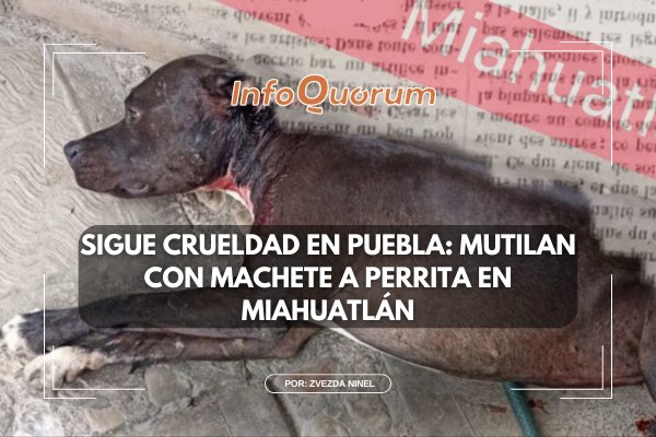 🚨😡Hay municipios de #Puebla en los que los casos extremos de #CrueldadAnimal siguen desatados, como Santiago #Miahuatlán, donde este fin de semana se reportó el octavo, tan sólo en este año. La organización #animalista TAC acudió al #rescate de Mia, una #perrita mutilada con un
