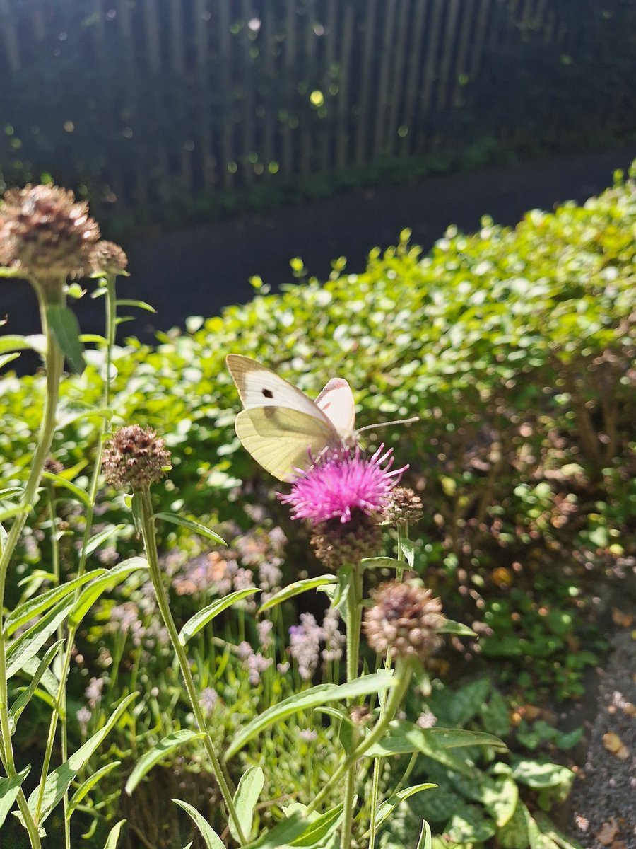 WOLCT's tweet image. It is an enjoyable start to the week with volunteers up at Balerno.

Wading &amp;amp; litterpicking locally for rubbish 
Wildflower and riverfly surveys
Walkway maintenance 

All completed in the sunshine 

@Edinburgh_CC