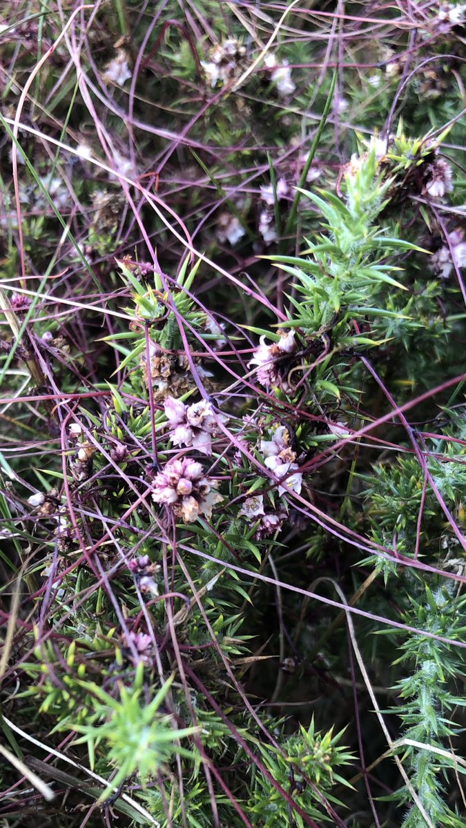 My first time seeing the strange parasitic plant Dodder in flower today.