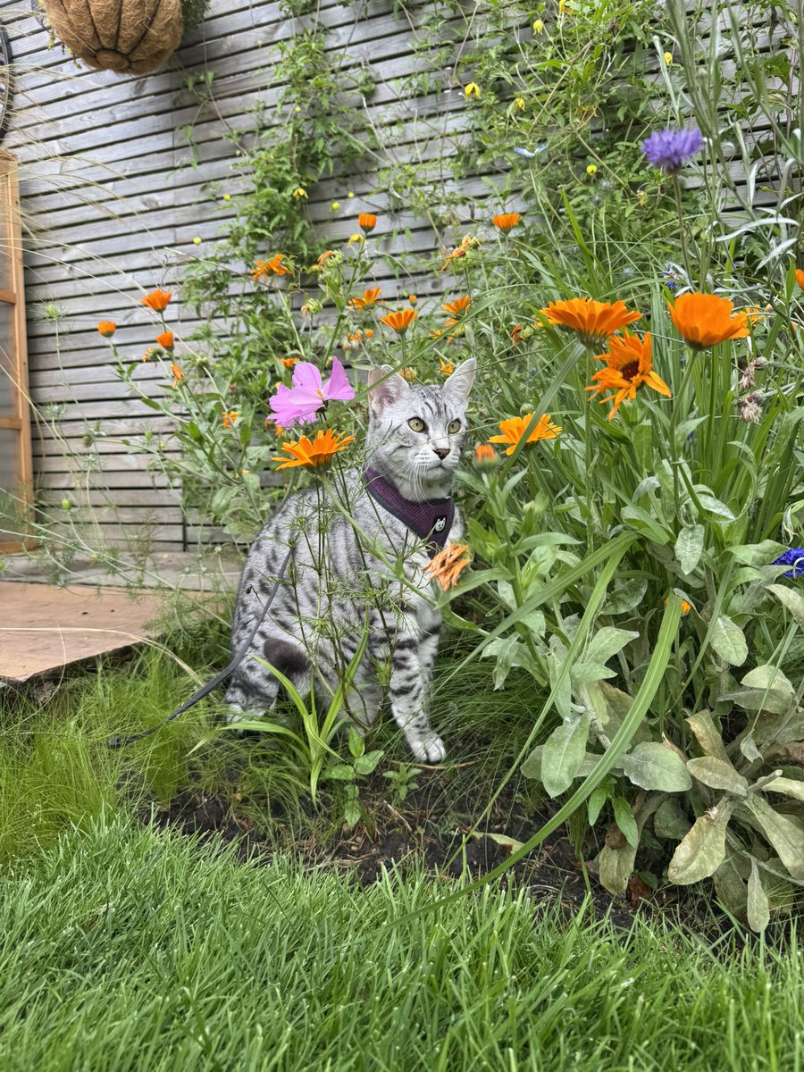#HedgewatchForDuffy

A litto pause 🌸, and a Loving thought for Dear Duffy 😿💔

My #Hedgewatch today is for Her and dear Mum 😽🐈‍⬛🖤