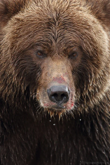 Are You Ready for an AK Photo Adventure? This One Includes a Lodge, Float Plane, Brown Bears, Salmon, and More! the-digital-picture.com/News/Are-You-R…