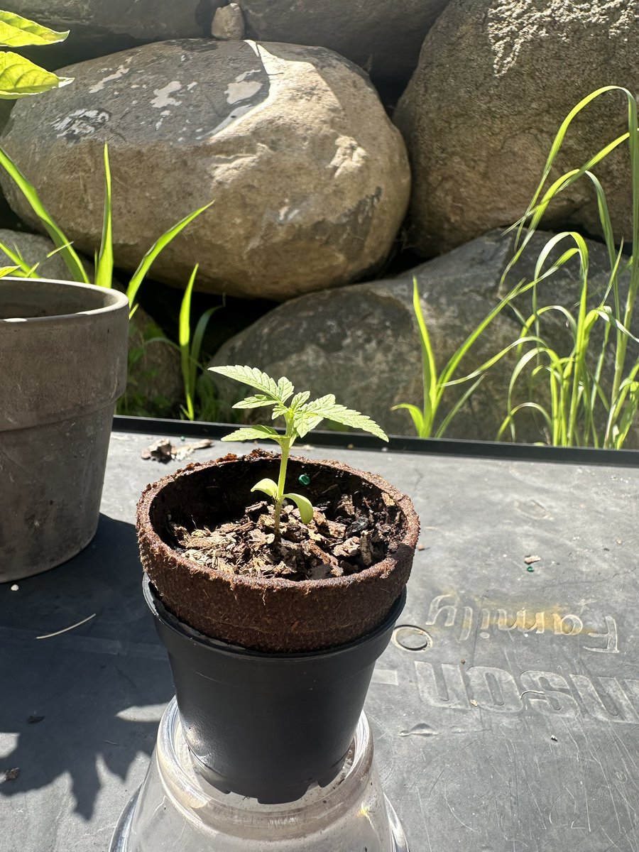 TheJointwithJay's tweet image. So pretty. My very 1st time. I'm going to bonsai her and see how long she will live. 😆 thank you for. Your generosity helping vets. @Ericcannavet
@highgroundmi
@GreenRX_WI