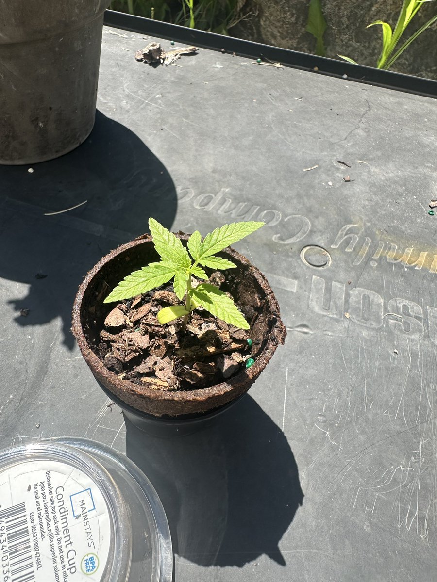 TheJointwithJay's tweet image. So pretty. My very 1st time. I'm going to bonsai her and see how long she will live. 😆 thank you for. Your generosity helping vets. @Ericcannavet
@highgroundmi
@GreenRX_WI