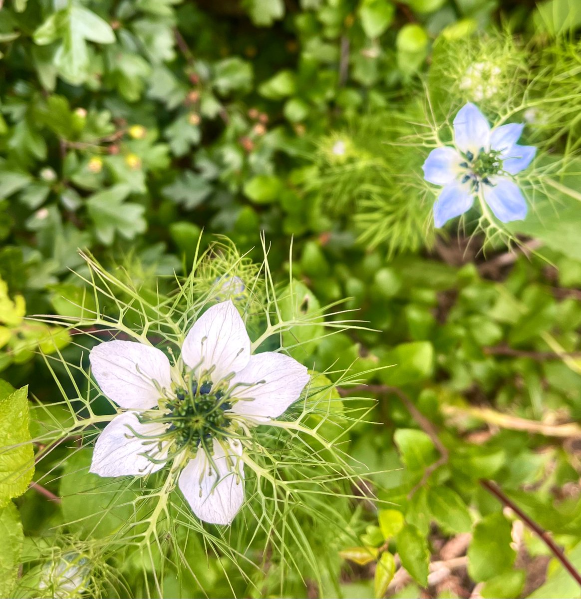 Wonderful wildflowers. 😍