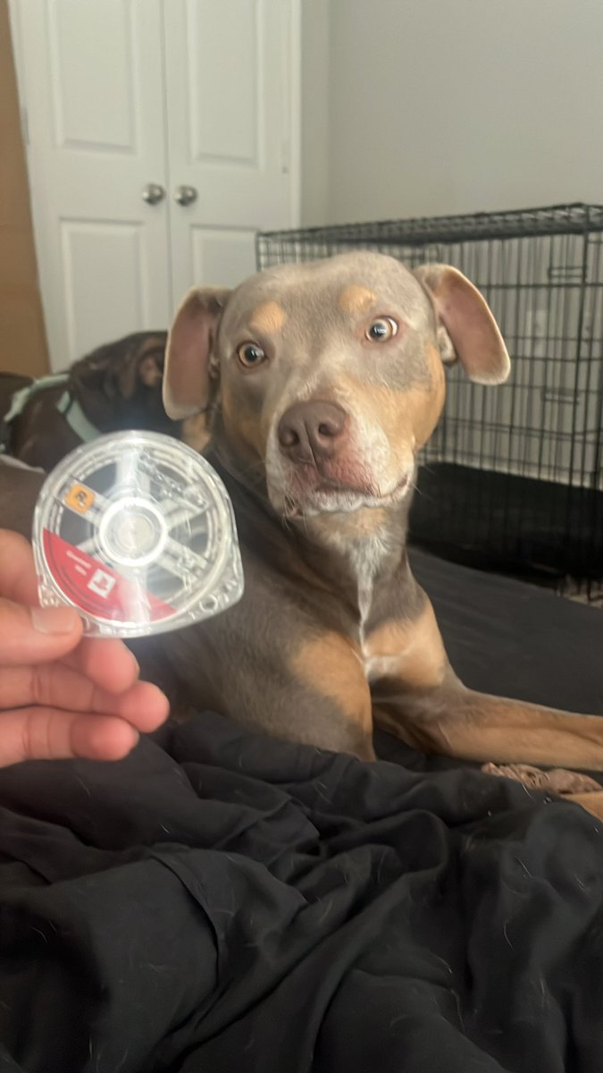 XayMichael's tweet image. New UMD pick up from  yesterday ft the puppers 🤠