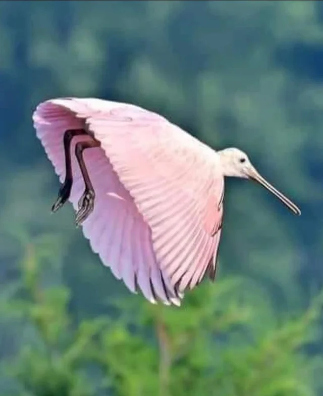 Тотальный гваделупский растопырь