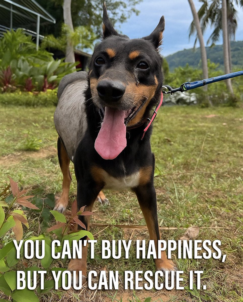 <a href="/NiallHarbison/">Niall Harbison</a> What an amazing transformation so far for Jada!

Thank you for taking care of her “bump” and giving her a chance at a new life! 🙏❤️

“You can't buy happiness, but you can rescue it.”