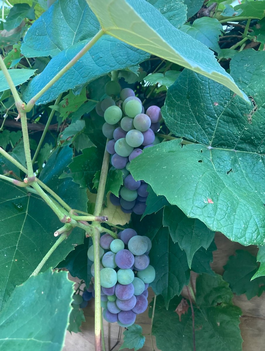Here come the grapes