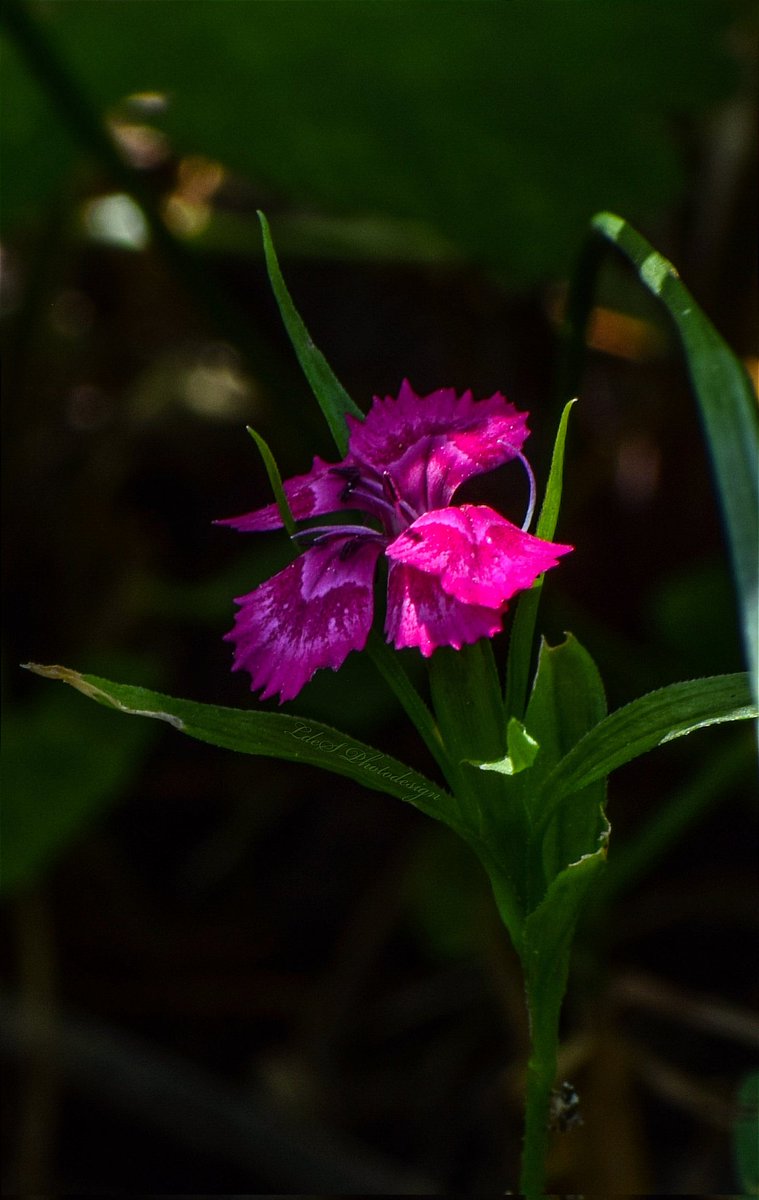 Dianthus barbatus / Œillet de poète / famille Caryophyllaceae
#LundiFleuri #Wildflowers
#MagentaMonday #macro
.