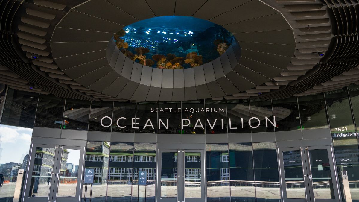 Who's been to the Seattle waterfront recently? 🙋‍♀️

Right outside the doors to our Ocean Pavilion, anyone can view up into our largest habitat, The Reef. And pay attention! You never know when you might catch a glimpse of a blacktip reef shark or eagle ray gliding by overhead. 🦈