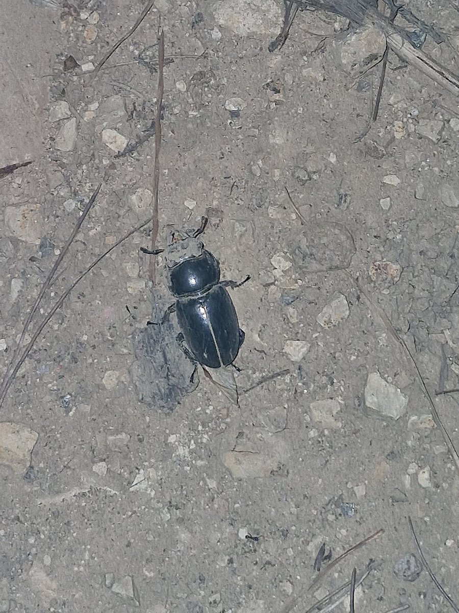 한밤의 곤충탐험대
야생 장수풍뎅이를 처음!!! 봤어요!!!!