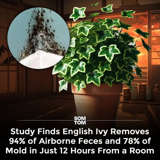 DailyHemo's tweet image. English  Ivy isn’t just decor, it’s a natural air purifier. In just 12 hours, it  cuts airborne feces by 94% and mold by 78%, while also filtering out  toxins like formaldehyde, benzene, and xylene. Just keep it out of pets’ reach; it’s powerful, not pet-safe.