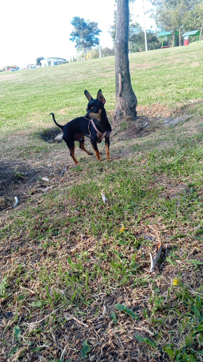 #PERDIDO  #QUITO
Nombre: #Choko 
Fecha: 2025-07-27
Sector: Centro,Sector La Tola, Parque Itchimbia 
Sexo: Macho
Raza: Chihuahua 
Observación: Tiene Manchas mitad negro mitad café en sus patitas
Contacto: 0992545073
¡Ayúdalo a volver con su familia!
 #AlertaMePerdí