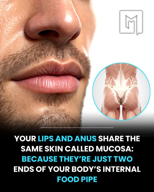 DailyHemo's tweet image. In  a fascinating twist of human anatomy, scientists point out that your  lips and anus are linked by more than just their roles in  digestion—they’re lined with the same type of tissue, called mucosa.
