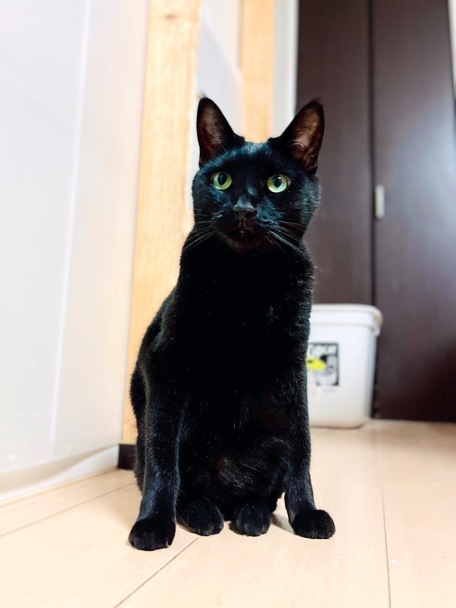 猫美(^-^)/ページ♡︎ ルーム - SHOWROOM(ショールーム)