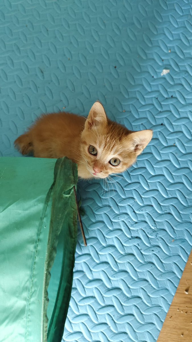 SilviaMylo's tweet image. Tiene solo dos mesecitos y una carita preciosa ❤️
Está acogido, pero necesita una familia, la mujer que lo tiene está enferma y no se puede hacer cargo de él 😢 💔
Madrid
+34 622 44 02 23