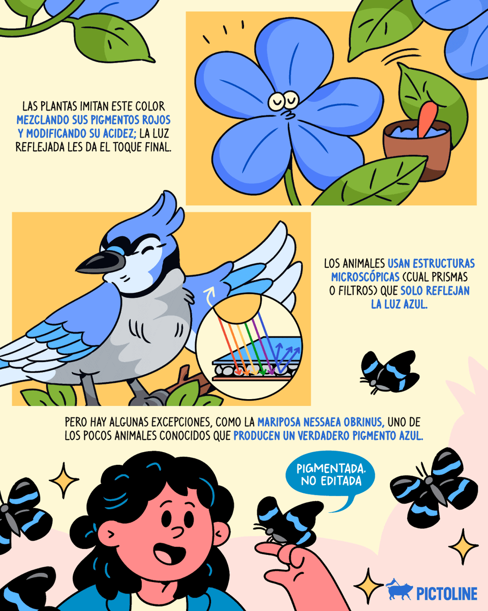 pictoline's tweet image. (Casi) no hay organismos color azul 🐦; lo que ves son “trucos de luz” de la naturaleza ✨🪶

#colorazul #blue #azul #color #nature #naturaleza #animales #pigmentosnaturales #plantas #pictoline