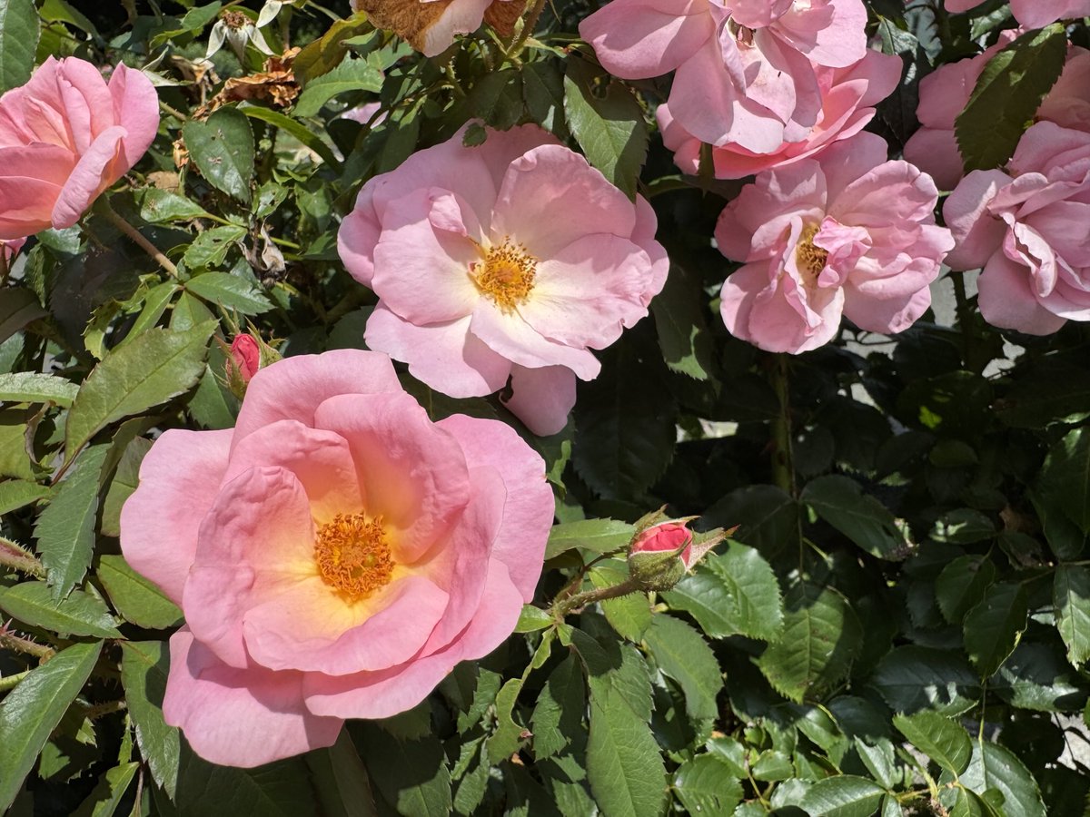 Knockout roses knocking it out.