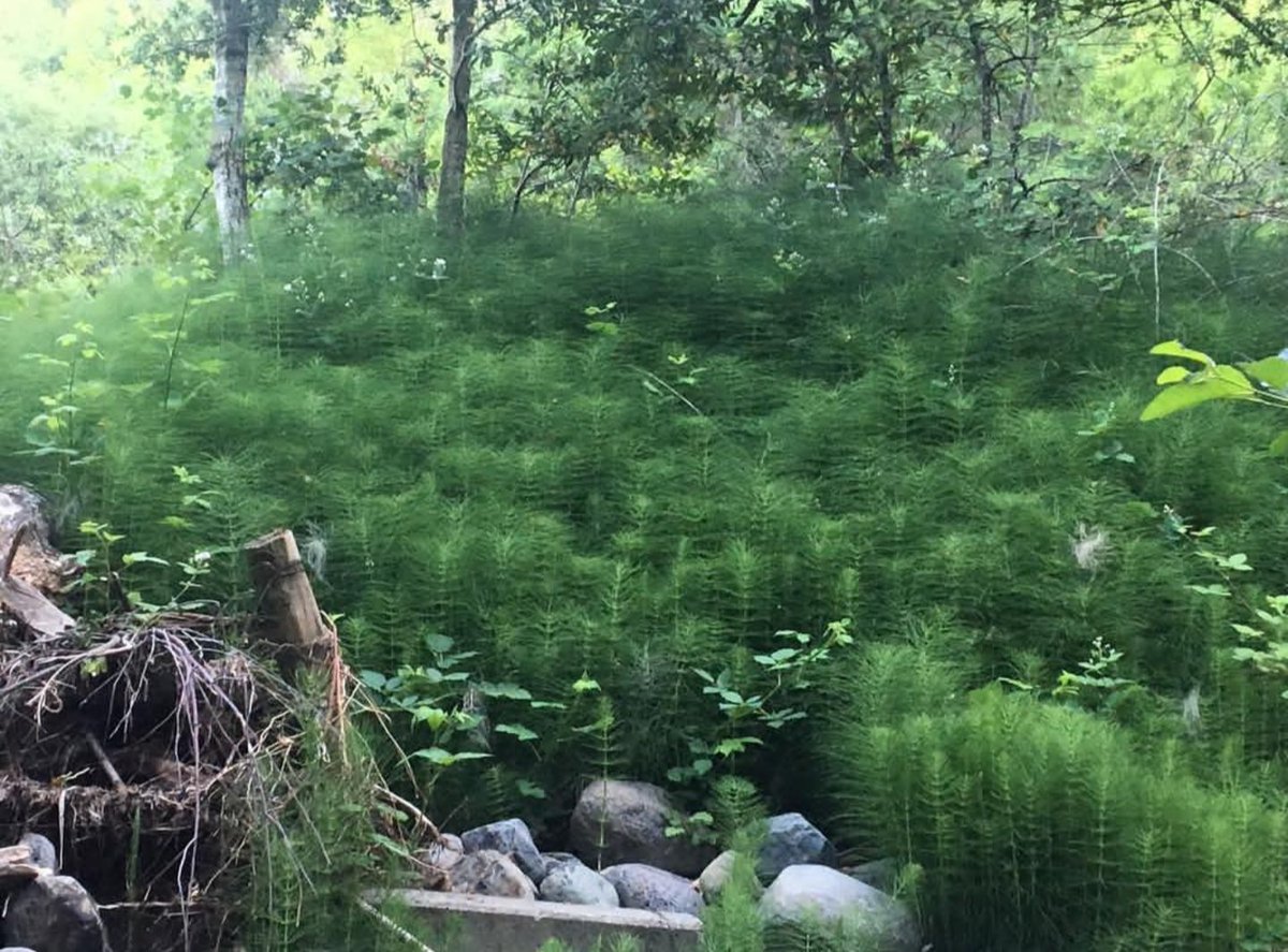moonvalley420's tweet image. The rains this year brought us an abundance of #equisetum !!! Harvested about 30lbs for fermenting and will return in a week or so to harvest some more for drying for biodynamic preps#cannabiscommunity #biodynamic #knf #beyondorganic #plantsfeedingplants #foraging