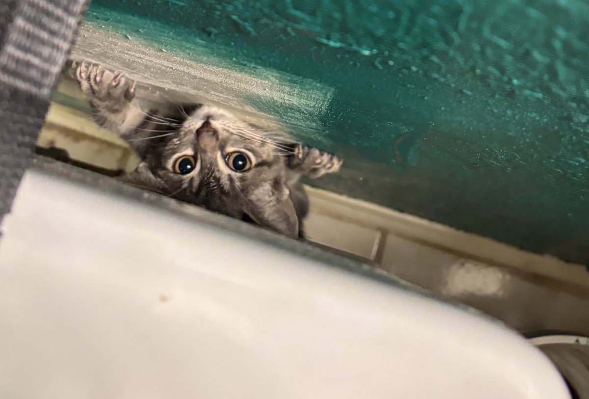 JubileeBaking's tweet image. Not my workplace saying: We trapped a kitten, you figure it out when they know I’m a bleeding heart.
Will be fostering the small one and trying to find them a home 😭