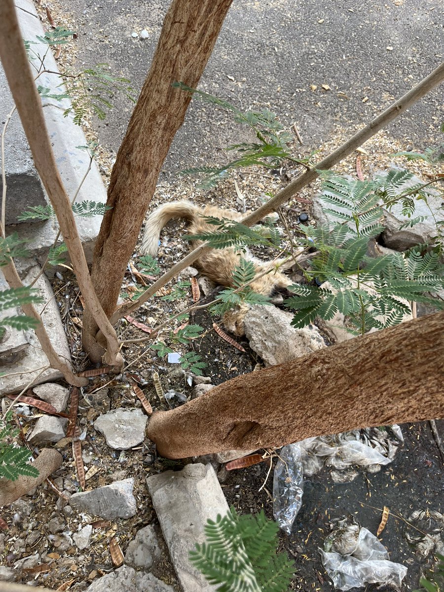 مُحَمّد tweet media