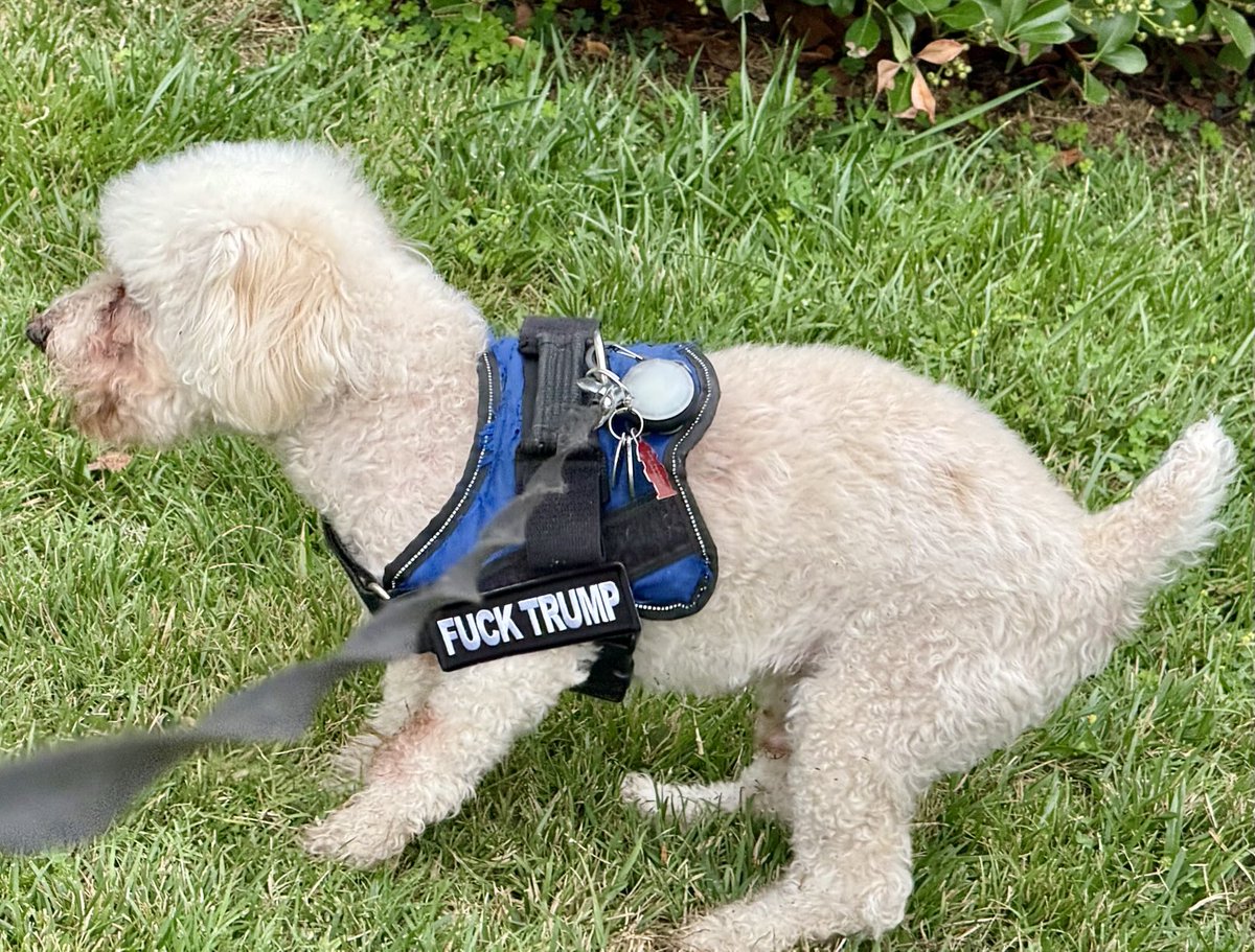 Sammy Making His Statement on President Chump.