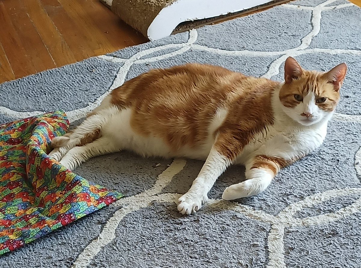 🌊😺Flo and Brigadier Sammy😺🌊 (@aurora3s) on Twitter photo #ZSHQ <a href="/catsrule0/">Marie Choo Choo, married to Chalky</a> <a href="/dora_nlk/">Dora K</a> <a href="/parham1961/">jackie parham</a> <a href="/LBisaillon/">Chowsie</a> @bloomNight2 <a href="/marisbellamy1/">Maris Bellamy</a> <a href="/Vanessaandcats1/">Vanessa Taylor</a> <a href="/GailCarangelo/">Gail K. Carangelo</a> <a href="/MauSupercat/">House of Mau</a> <a href="/Palmolive_S_Pan/">Palmolive</a> <a href="/JennyNicholas4/">Jenny,Saffy,Tigger,Fizbo an Twerp da Canary</a> <a href="/Lindsayph6/">Lindsayph</a>
<a href="/AviwhiteGSD/">Avilovesdogsandcats❤️</a>
Happy Monday morning. Me mom not too happy about all the scratches in the rug. 😅😂🤣 #ZSHQ <a href="/catsrule0/">Marie Choo Choo, married to Chalky</a> <a href="/dora_nlk/">Dora K</a> <a href="/parham1961/">jackie parham</a> <a href="/LBisaillon/">Chowsie</a> @bloomNight2 <a href="/marisbellamy1/">Maris Bellamy</a> <a href="/Vanessaandcats1/">Vanessa Taylor</a> <a href="/GailCarangelo/">Gail K. Carangelo</a> <a href="/MauSupercat/">House of Mau</a> <a href="/Palmolive_S_Pan/">Palmolive</a> <a href="/JennyNicholas4/">Jenny,Saffy,Tigger,Fizbo an Twerp da Canary</a> <a href="/Lindsayph6/">Lindsayph</a>
<a href="/AviwhiteGSD/">Avilovesdogsandcats❤️</a>
Happy Monday morning. Me mom not too happy about all the scratches in the rug. 😅😂🤣