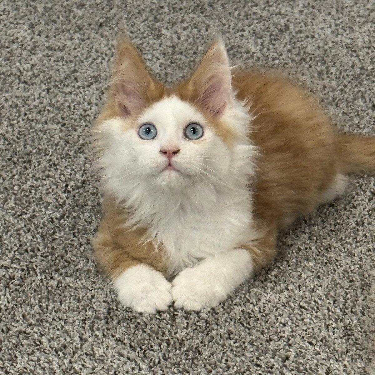 We don't deserve cats 😺 tweet media