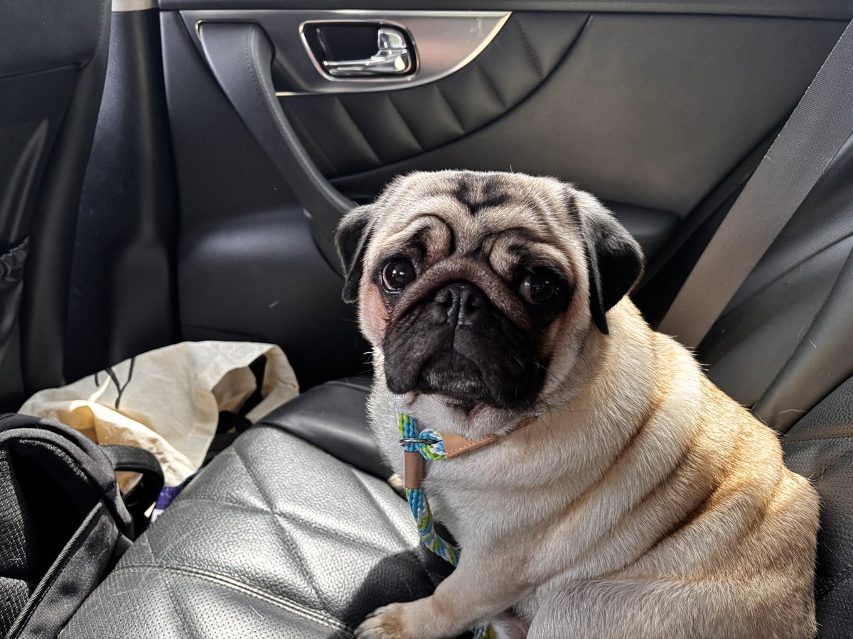 JKVTheArtist's tweet image. Here's another picture of Teddy from the trip home yesterday. This picture was taken in the car.