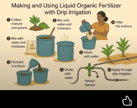 UwicyizaAnaclet's tweet image. Boost your harvest in Rwanda with less waste! 💧 Learn to create nutrient-rich liquid organic fertilizer (with molasses to supercharge your soil!) and apply it precisely using drip irrigation.
This combo maximizes plant health &amp;amp; water efficiency.#PrecisionFarming #NaturFertilizer