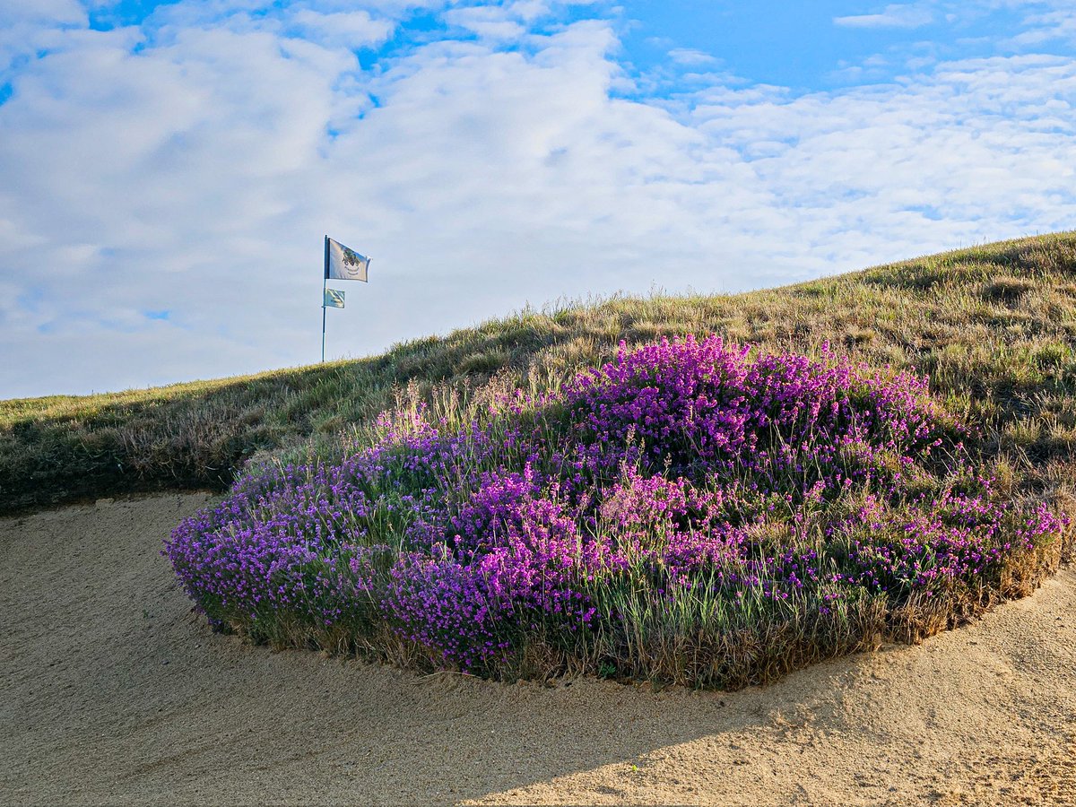 • There's just something special about blooming heather on bunker banks! 👌🏻💜⛳️• #heathlandgolf