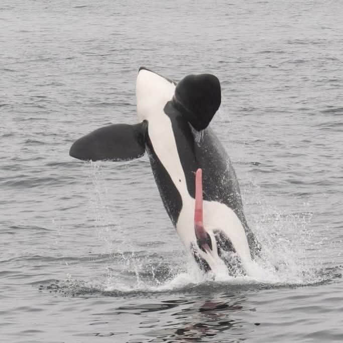 ifihadatoaster's tweet image. Check out this orca cock! Fantastic!