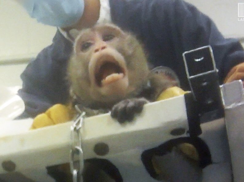 Once the decision is made that certain sentient lives are worthless, that violence &amp; death may be inflicted upon them with impunity, the course is set not only for merciless treatment of animal individuals, but also for dehumanisation, violent societies &amp; a cruel, heartless world