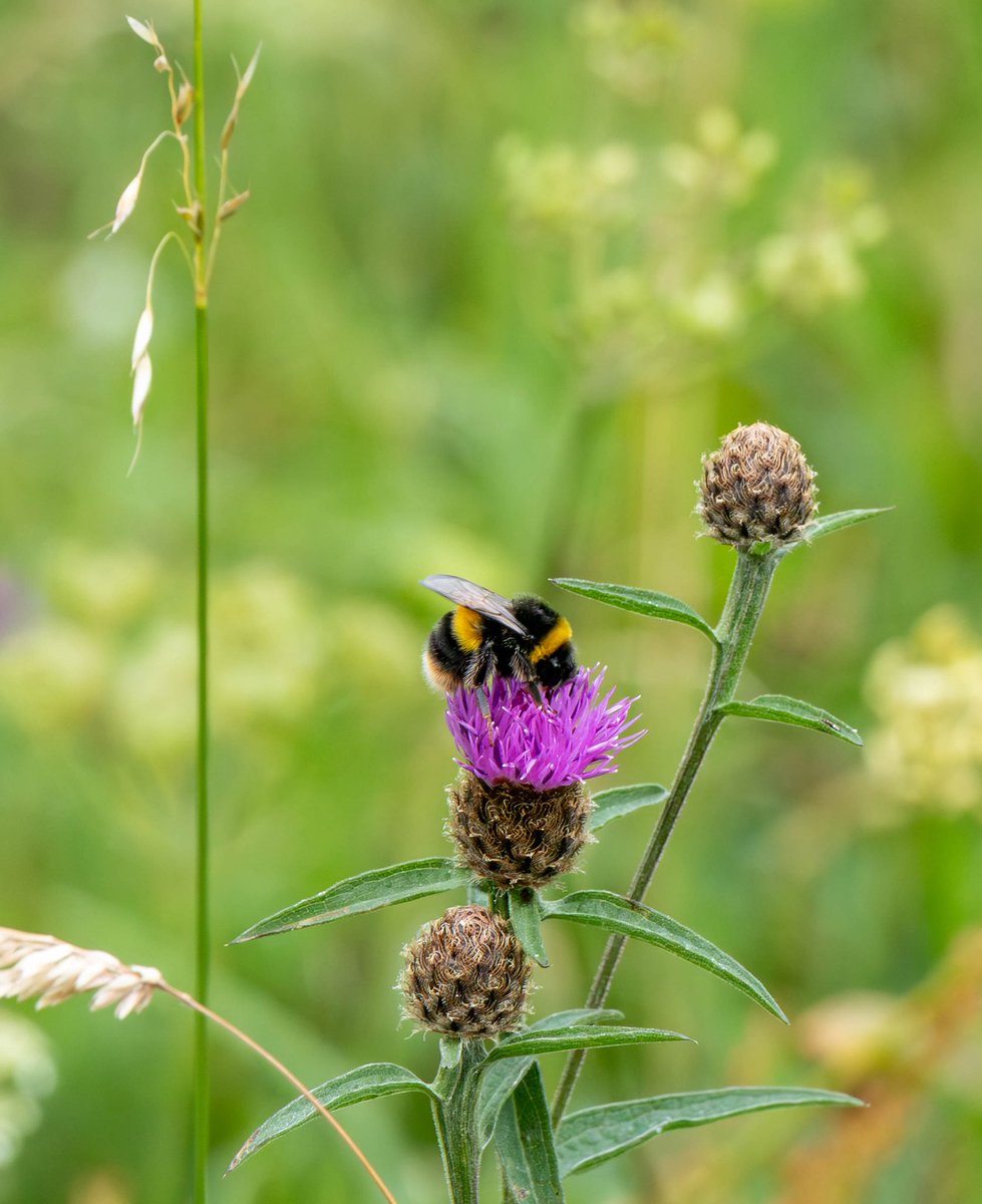 A tranquil start to the day among the #wildflowers, #LiffeyLinearPark #Newbridge