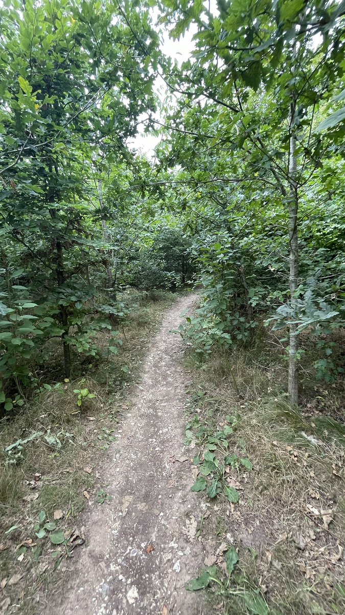 stelank05's tweet image. at least there are trees
